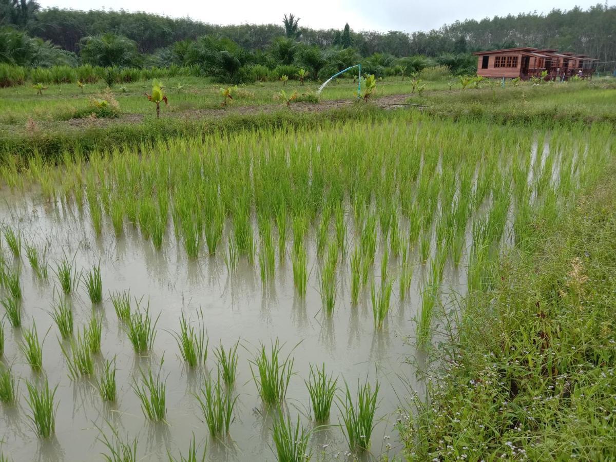 ไร่นาบัวหลวง คาเฟ่ & ฟาร์มสเตย์ Raina Bualuang Cafe & Farm Stay Ban Na No ภายนอก รูปภาพ