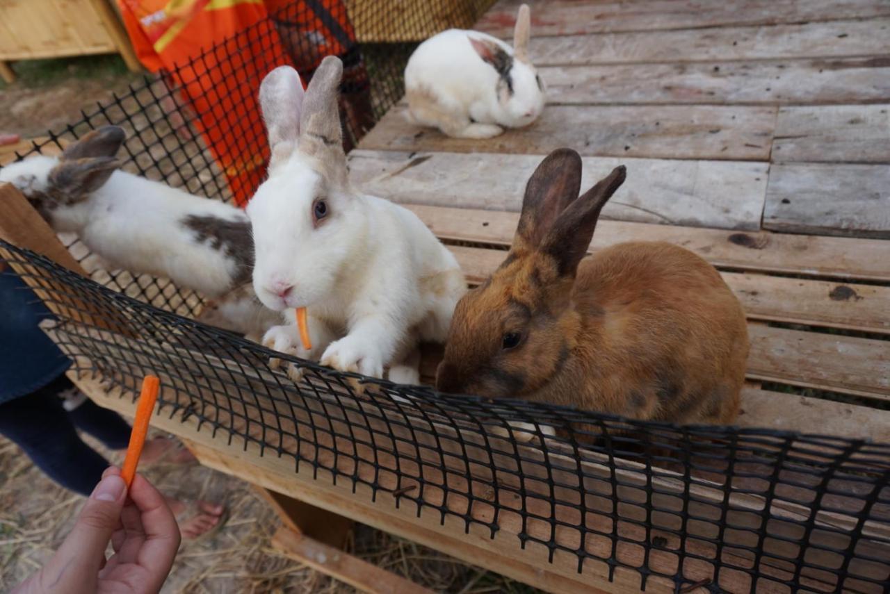 ไร่นาบัวหลวง คาเฟ่ & ฟาร์มสเตย์ Raina Bualuang Cafe & Farm Stay Ban Na No ภายนอก รูปภาพ