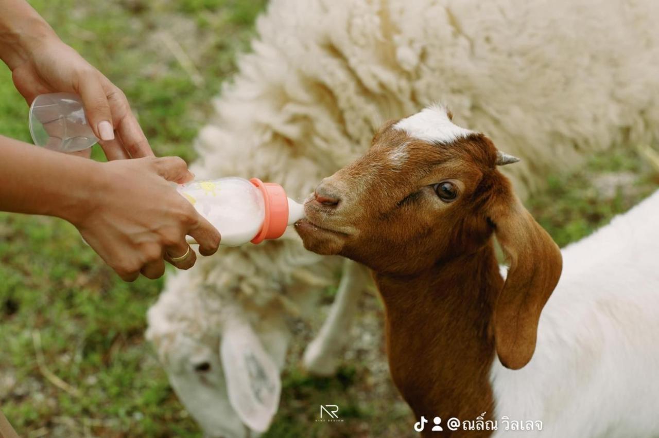 ไร่นาบัวหลวง คาเฟ่ & ฟาร์มสเตย์ Raina Bualuang Cafe & Farm Stay Ban Na No ภายนอก รูปภาพ